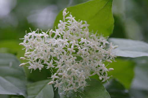 Cornus foemina #4